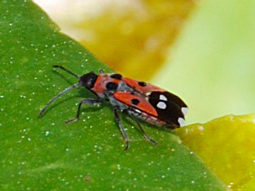 Réf. 68 057 : Horvathiolus superbus