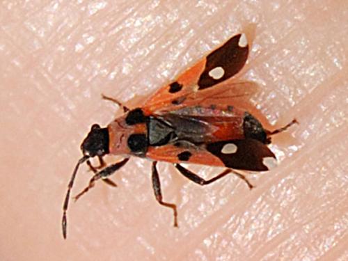 Réf. 68 059 : Horvathiolus superbus