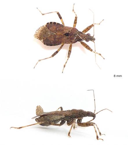 Himacerus mirmicoides