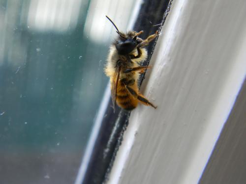Réf. 68 247 : Osmia bicornis
