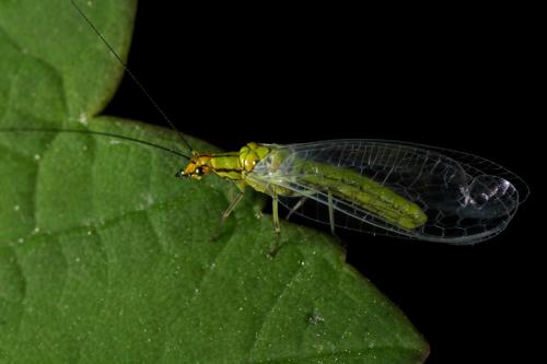 Réf. 68 698 : Hypochrysa elegans
