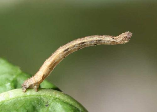 Idaea seriata