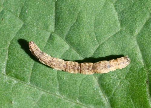 Réf. 68 993 : Idaea seriata