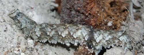 Catocala promissa