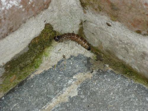 Réf. 68 821 : Apamea monoglypha