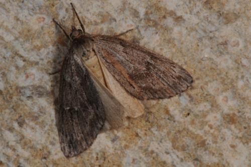 Pachycnemia hippocastanaria
