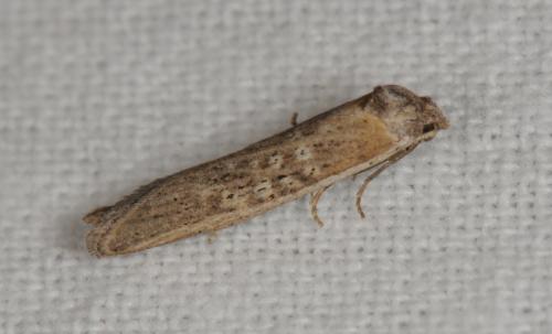 Oxypteron schawerdai