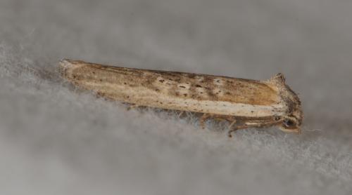 Oxypteron schawerdai