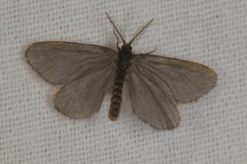Réf. 68 870 : Rebelia sp.
