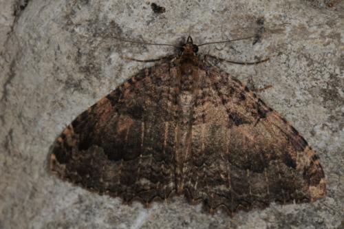 Réf. 68 912 : Triphosa dubitata