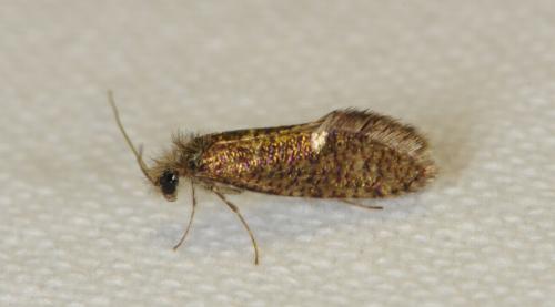 Eriocrania sp.