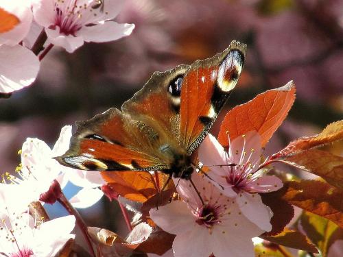 Réf. 68 221 : Aglais io