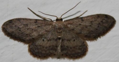 Idaea seriata