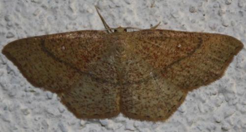 Réf. 68 510 : Cyclophora ruficiliaria
