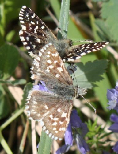 Réf. 68 515 : Pyrgus malvoides