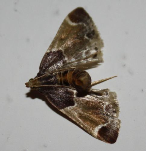 Réf. 68 727 : Pyralis farinalis