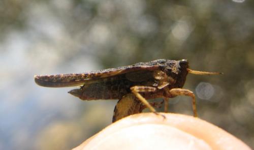 Tetrix sp.