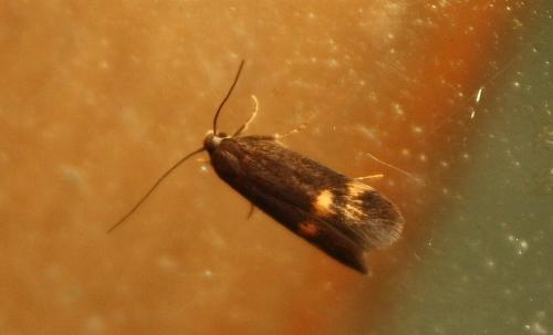Réf. 68 813 : Borkhausenia minutella