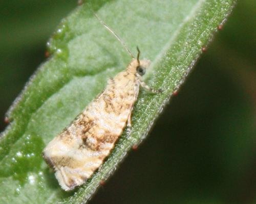 Celypha lacunana