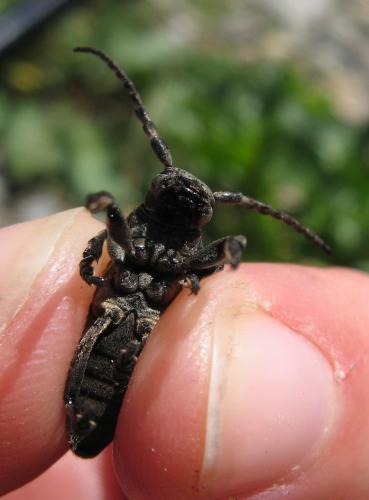 Iberodorcadion fuliginator
