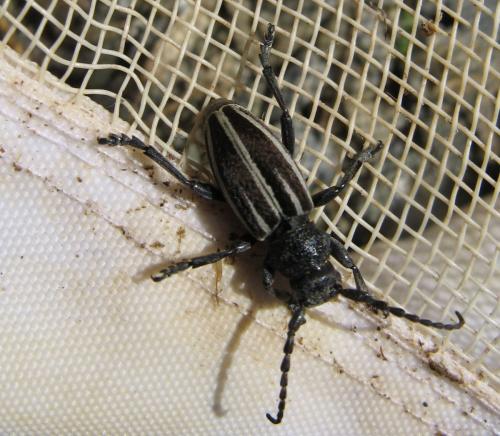 Iberodorcadion fuliginator