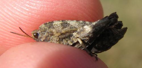 Tetrix undulata
