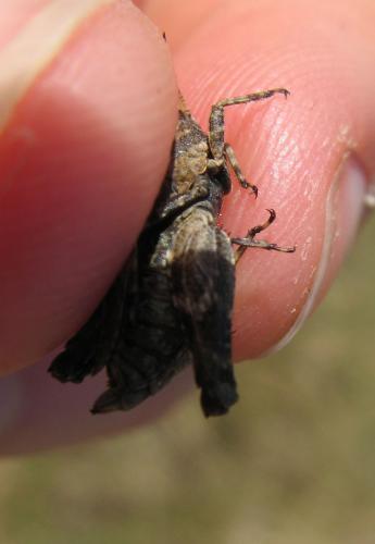 Tetrix undulata