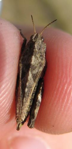Tetrix undulata
