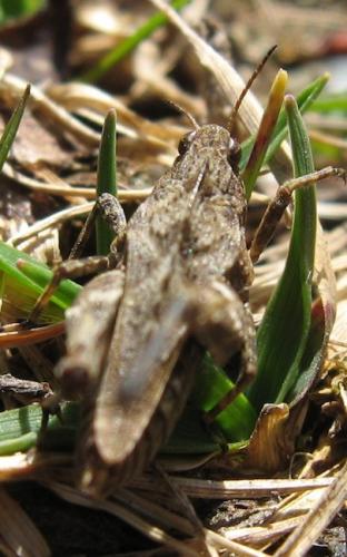 Réf. 68 579 : Tetrix undulata
