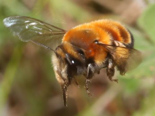 Anthophora sichelii
