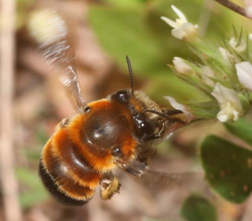 Anthophora sichelii