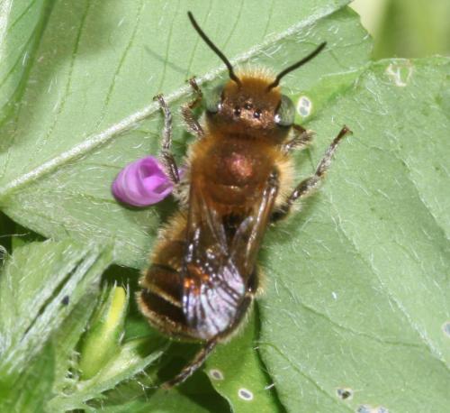 Osmia sp.
