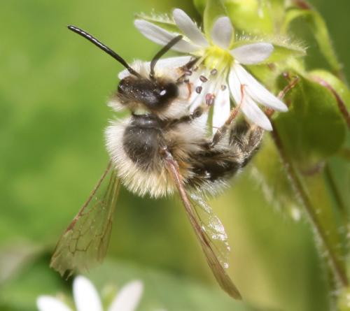 Andrena ferrugineicrus