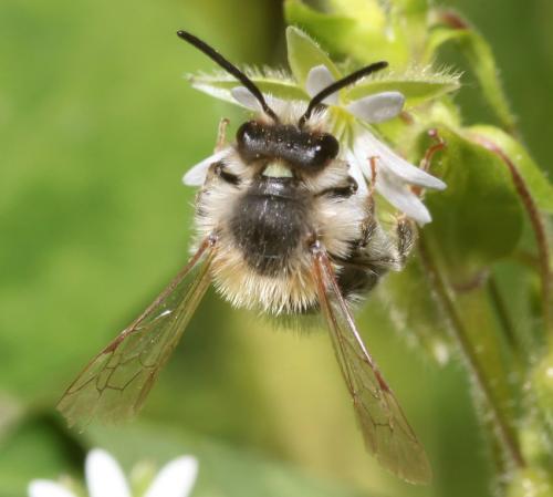 Andrena ferrugineicrus