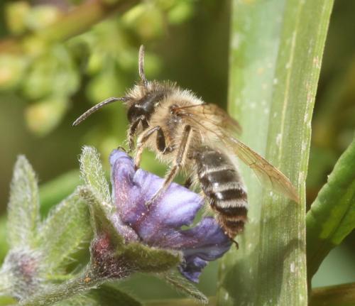 Andrena flavipes