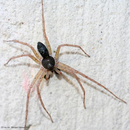 Philodromus dispar