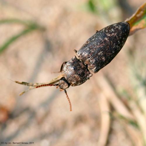 Réf. 68 861 : Agrypnus murinus