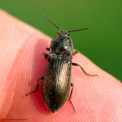 Selatosomus latus