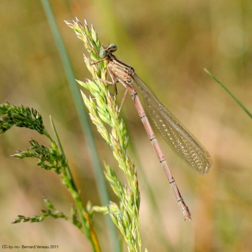 Platycnemis sp.