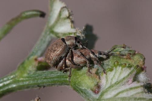 Réf. 68 367 : Peritelus sphaeroides
