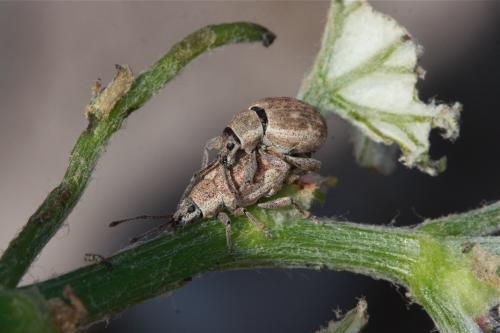 Réf. 68 368 : Peritelus sphaeroides