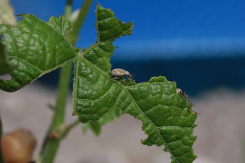 Peritelus sphaeroides
