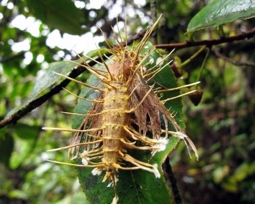 Hippotion gracilis