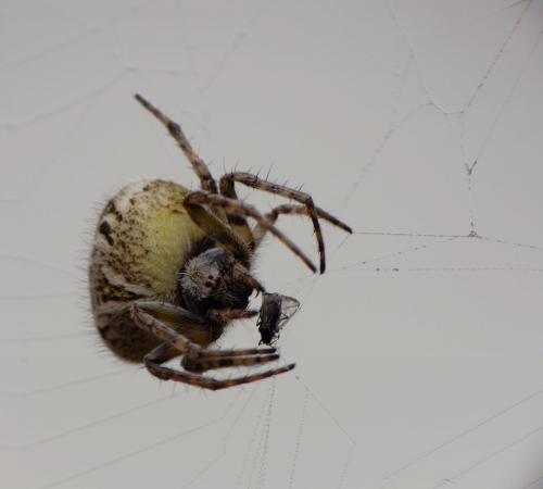 Agalenatea redii