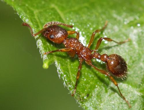 Réf. 68 823 : Myrmica rubra