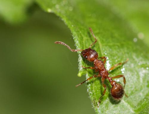 Réf. 68 815 : Myrmica rubra