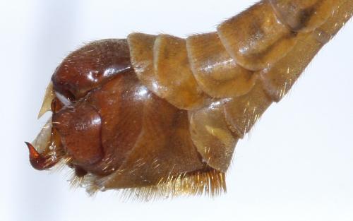 Réf. 68 103 : Tipula bezzii
