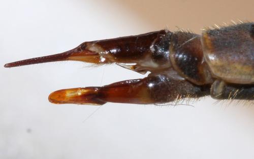 Tipula bezzii