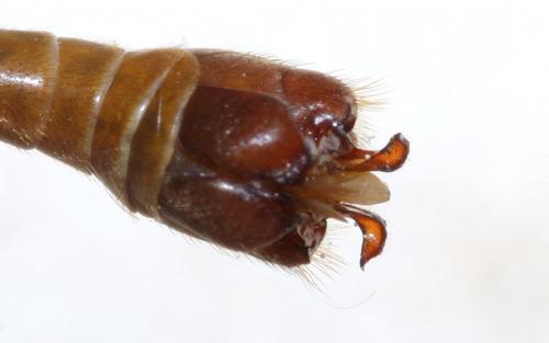 Tipula bezzii