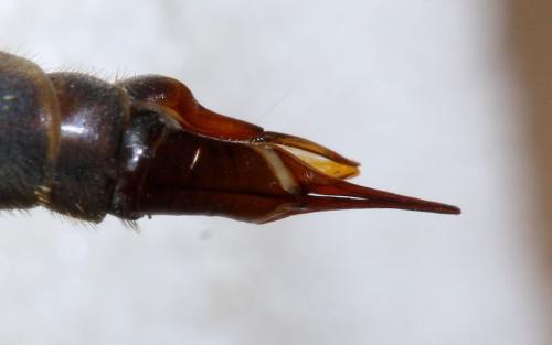 Tipula bezzii